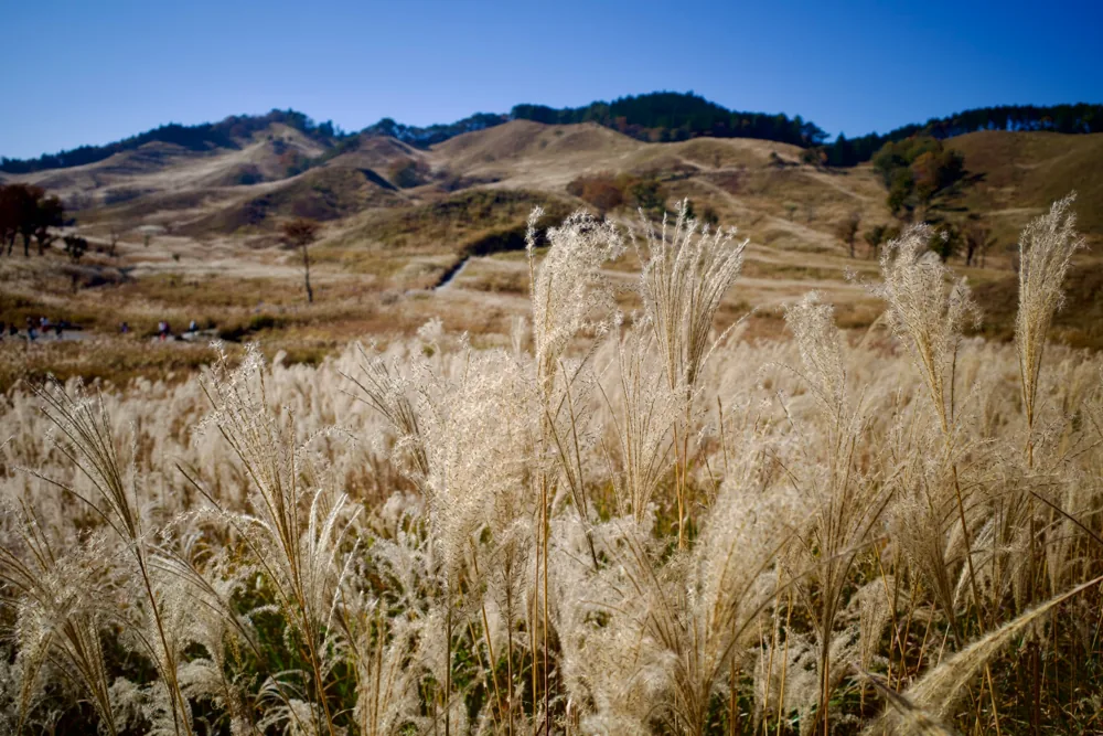 Golden grassland and mountain scenery