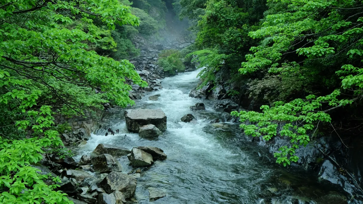 A stream surrounded by deep green foliage